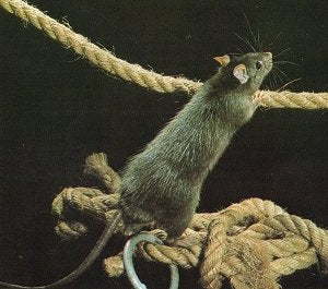 Rata