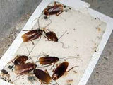 Trampa Insectos y Roedores Pequeños Pegajosa Atrapa Mediana (100 unidades)