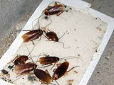 Trampa Insectos y Roedores pequeños Pegajosa Atrapa Mediana (10 unidades)