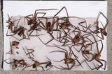 Trampa Insectos y Roedores pequeños Pegajosa Atrapa Mediana (10 unidades)